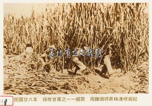 日據時期的甘蔗人工採收藏品圖，第1張