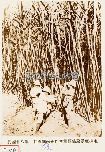 甘蔗採收前先作產量預估及濃度檢定藏品圖，第1張