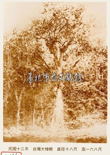 臺灣樟樹藏品圖，第1張