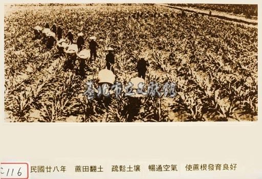 蔗田翻土藏品圖，第1張