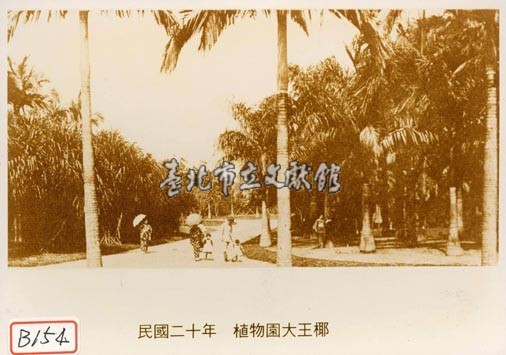 植物園大王椰藏品圖，第1張