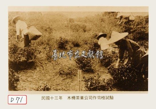 木柵茶葉公司作剪枝試驗藏品圖，第1張