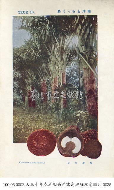 土魯克群島的象牙椰子藏品圖，第1張