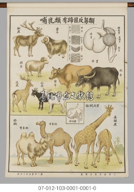 動物分類掛圖藏品圖，第5張