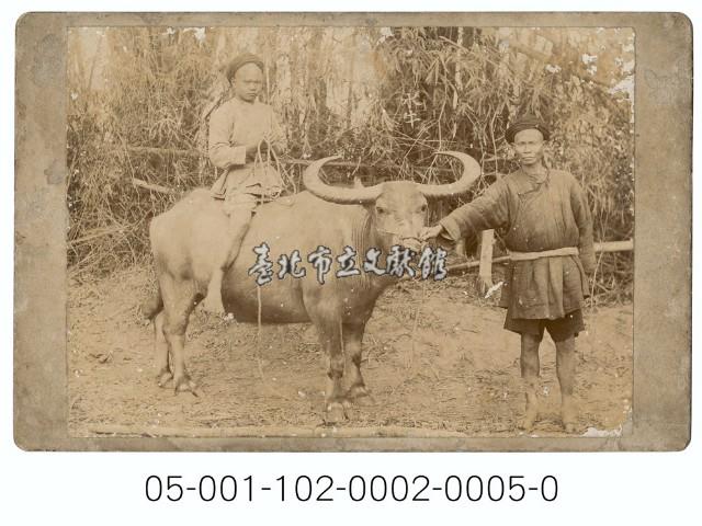 牧牛藏品圖，第1張