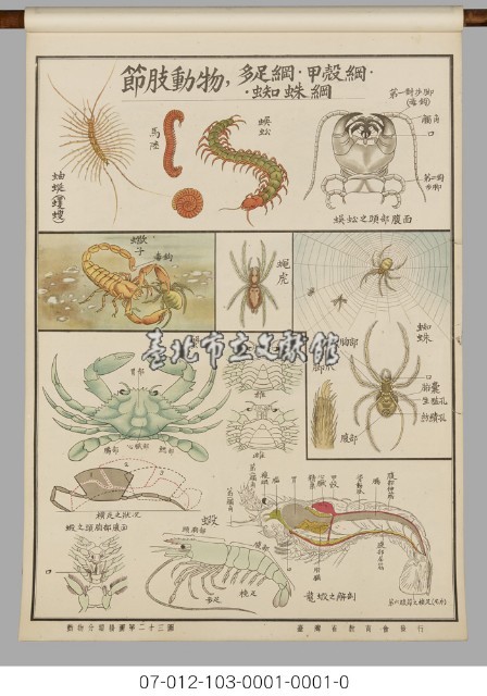 動物分類掛圖藏品圖，第25張