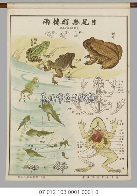 動物分類掛圖藏品圖，第17張