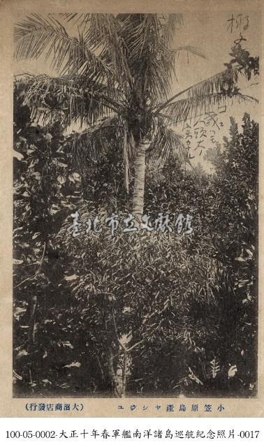 小笠原群島的椰子樹藏品圖，第1張