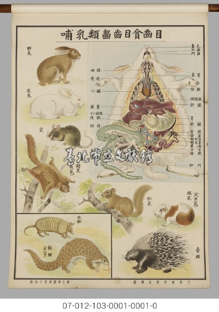 動物分類掛圖藏品圖，第7張