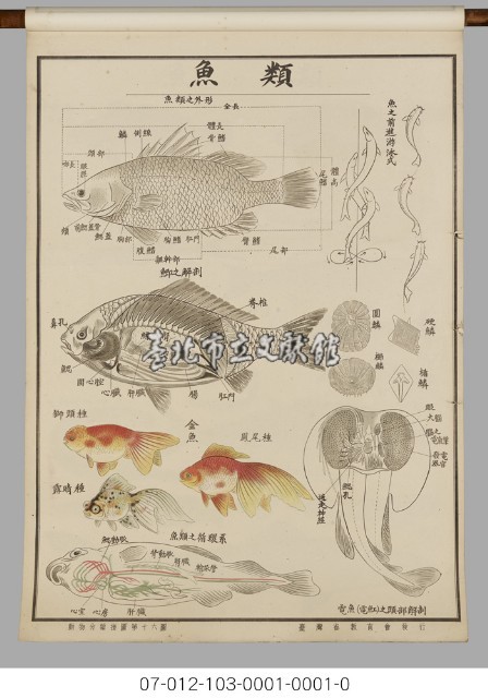 動物分類掛圖藏品圖，第18張