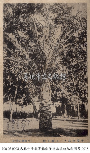 小笠原群島的椰子樹藏品圖，第1張