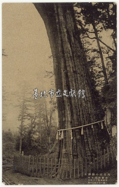 日治時期明信片-阿里山の御神木藏品圖，第1張