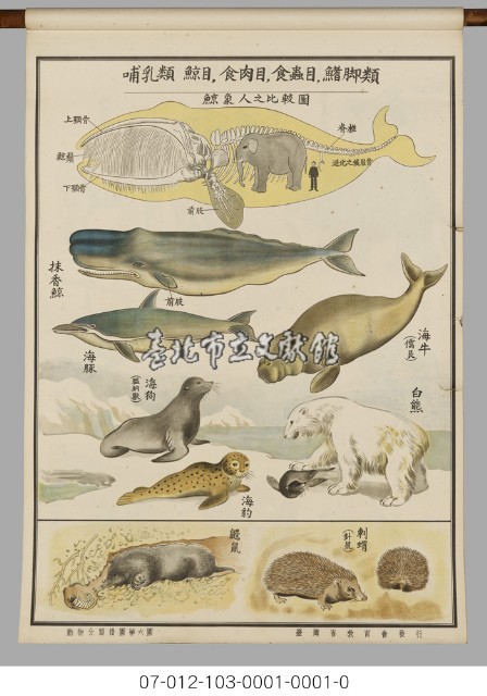 動物分類掛圖藏品圖，第8張