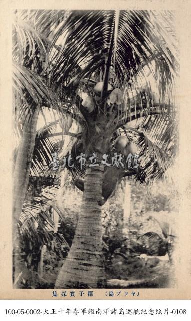 南洋原住民採集椰子情景藏品圖，第1張