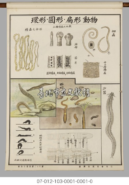 動物分類掛圖藏品圖，第28張