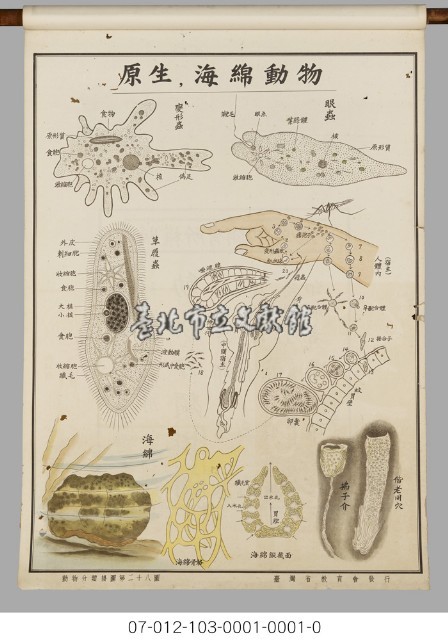 動物分類掛圖藏品圖，第30張