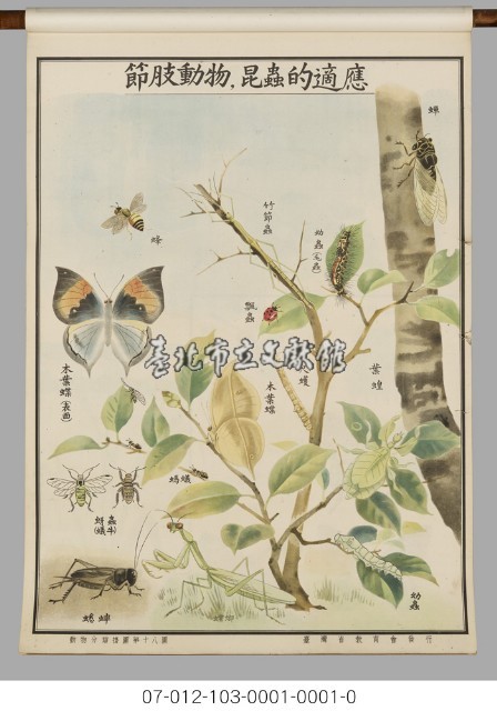 動物分類掛圖藏品圖，第20張