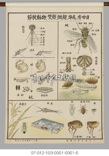 動物分類掛圖藏品圖，第22張