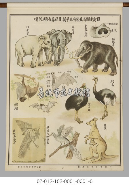 動物分類掛圖藏品圖，第9張