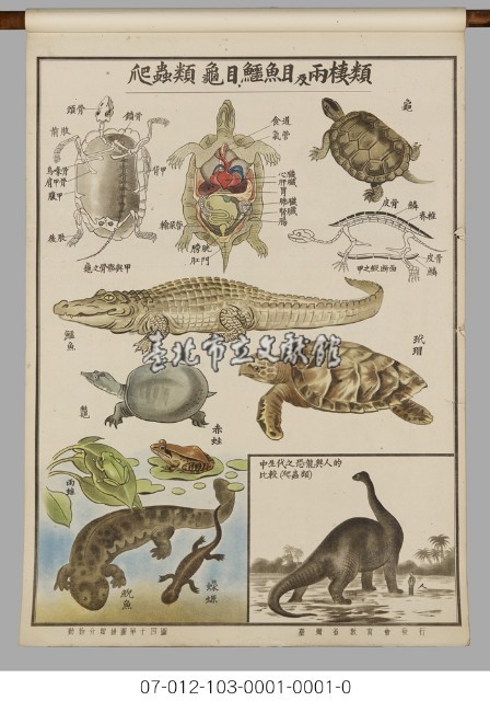 動物分類掛圖藏品圖，第16張