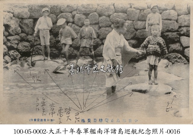 小笠原群島海龜養殖藏品圖，第1張