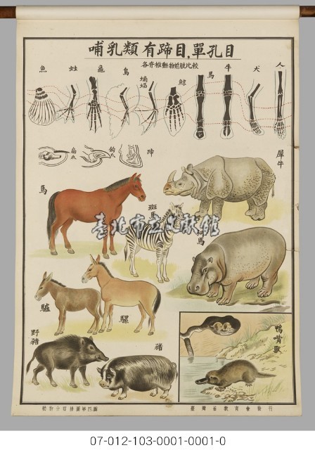 動物分類掛圖藏品圖，第6張