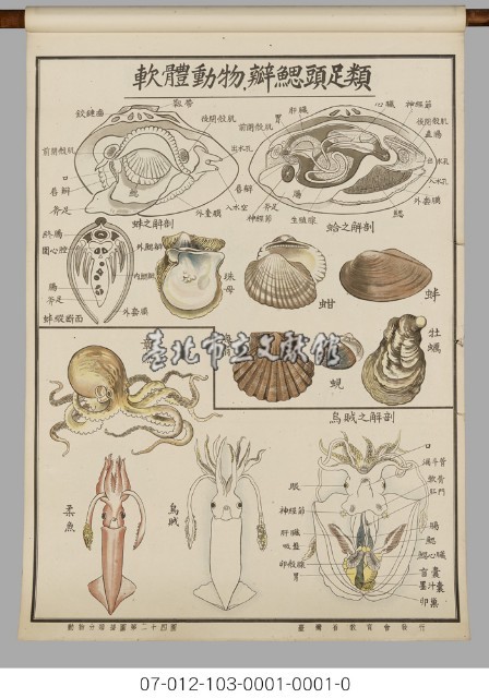 動物分類掛圖藏品圖，第26張