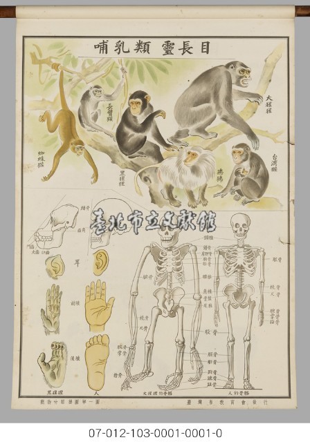 動物分類掛圖藏品圖，第3張