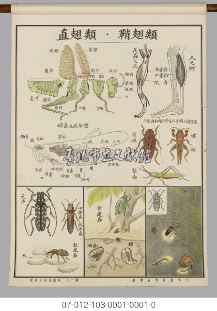 動物分類掛圖藏品圖，第23張