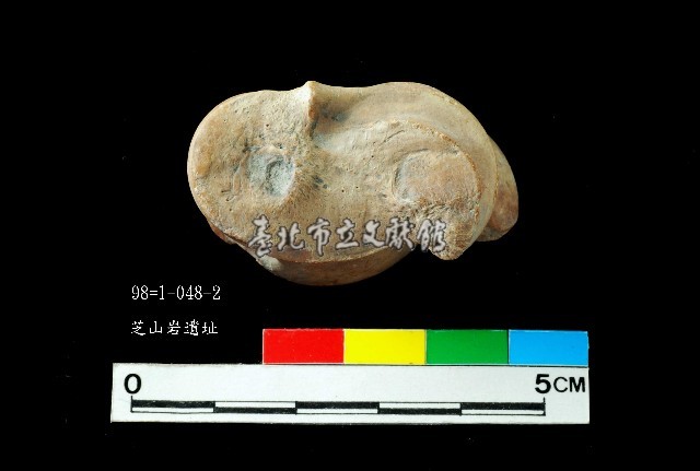 芝山岩文化獸距骨藏品圖，第4張