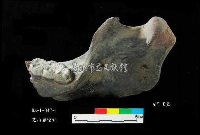 芝山岩文化豬下顎藏品圖，第6張