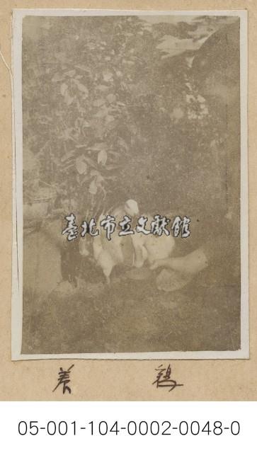 養鴨藏品圖，第1張
