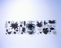 適應輻射Ⅲ的圖片