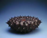 球海膽（刺之球）藏品圖，第1張