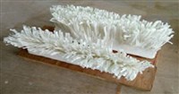 海草藏品圖，第1張