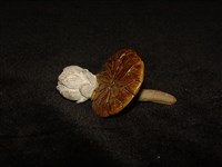 靈芝(蓮花)藏品圖，第1張