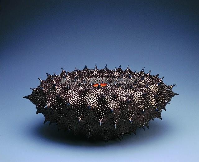 Strongylocentrotus (ball of spines) Collection Image