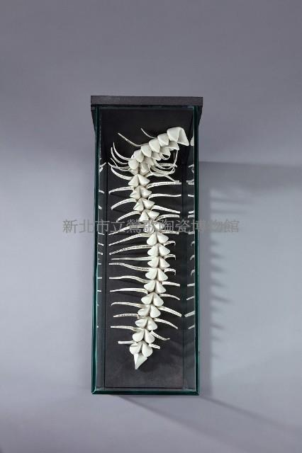 Good Fortune III Collection Image