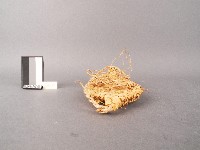 草鞋(左鞋)藏品圖，第2張