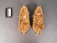 草鞋藏品圖，第1張