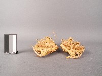 草鞋藏品圖，第2張