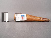 木杵藏品圖，第1張