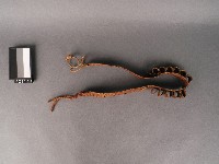 籐製獵具藏品圖，第1張