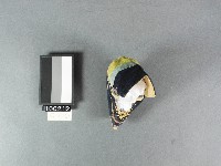 弓鞋(右鞋)藏品圖，第2張