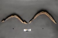 牛軛構件藏品圖，第1張