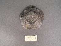 錫茶盞藏品圖，第3張