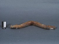 牛軛構件藏品圖，第2張