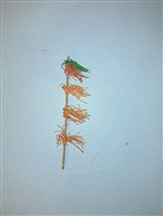 傀儡馬鞭藏品圖，第1張