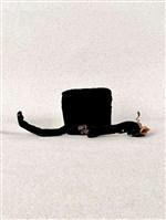 布袋黑貂藏品圖，第2張