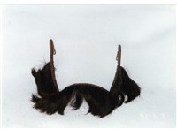 短鬚藏品圖，第1張